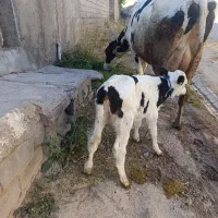 گاوشیری هرکول جوان|حیوانات مزرعه|تبریز, |دیوار
