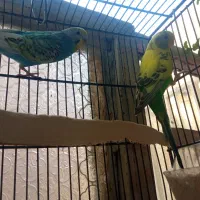 مرغ عشق نر و ماده