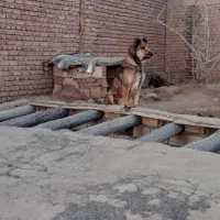 سگ نگهبان سرابی|سگ|صوفیان, |دیوار