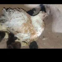 جوجه محلی لنده