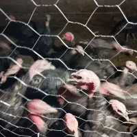 بوقلمون جنس عالی ۷ماهه