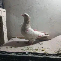 کفتر پرشی غریبگی|پرنده|گلستان (تهران), |دیوار