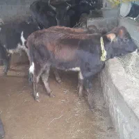 فروش فوری ۶گوساله نر محلی|حیوانات مزرعه|بابکان, |دیوار