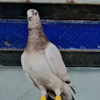 هفت رنگ‌کله هما لک دار|پرنده|بردسکن, |دیوار