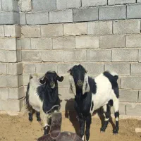 فروش 2عدد دوبر بخته شده 2عدد چپش|حیوانات مزرعه|جنت, |دیوار