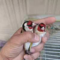 سهره باغی یک ماه قفس