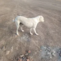 وگذاری سگ سه عدد رایگان