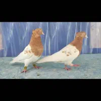 کفتر رنگی جهرم|پرنده|شیراز, ترمینال باربری|دیوار