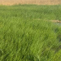 نشای پیاز|گل و گیاه طبیعی|بوستان, |دیوار