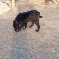 واگذاری سگ نر و ماده