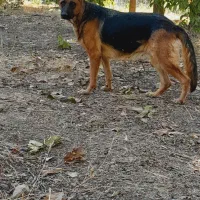 سگ ژرمن شپرت ماده|سگ|کنگاور, |دیوار