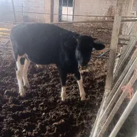 با سلام اجاره گاوداری شیری تازه ساخت|اجارهٔ خانه و ویلا|لاران, |دیوار