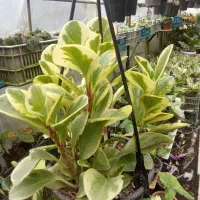 گل و گیاه|گل و گیاه طبیعی|تالش, هشتپر|دیوار