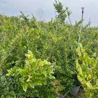 یاس هلندی|خدمات باغبانی و درختکاری|تنکابن, |دیوار