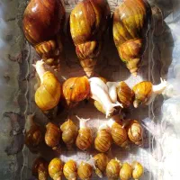 ۲۲ عدد حلزون آچاتینا