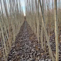 نهال صنوبر|گل و گیاه طبیعی|شیراز, شهرک آرین|دیوار