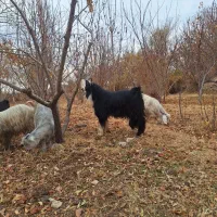 بزغاله دوبری شاخ انبر و بزغاله ماده پاکستانی|حیوانات مزرعه|مبارکه, |دیوار