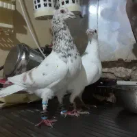 ۳تا کفتر غریب