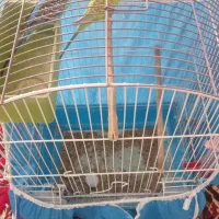 فروش مرغ عشق