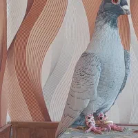 کبوتر هوایی|پرنده|سیدان, |دیوار