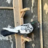 تعدادی کفتر رنگی جفت تهرونی نر و ماده|پرنده|مشهد, رضاشهر|دیوار