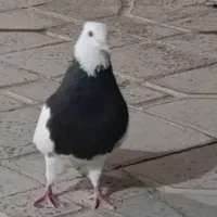 کبوتر