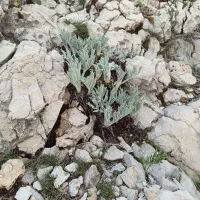 ترشی بیلهر کوهی