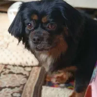 سگ اسپانیل پیکینیز