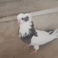 کبوترماده نقابی