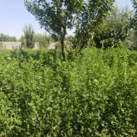 یونجه فروشی
