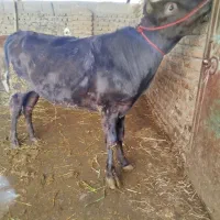 گاو قربانی دو دندان نزاییده محلی