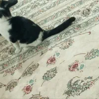 گربه آرام|گربه|همدان, |دیوار