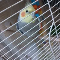 عروس هلندی|پرنده|نسیم‌شهر, |دیوار