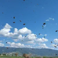 پاکسازی زنبور
