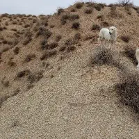 سگ ماد|سگ|آشخانه, |دیوار