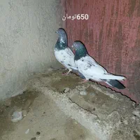 کبوتر پاکستانی|پرنده|بمپور, |دیوار