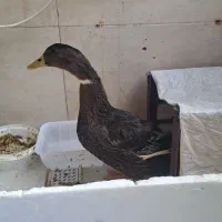 اردک|حیوانات مزرعه|نسیمشهر, |دیوار