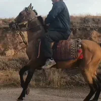 نریان ۵ سال سمند