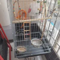 قفس مناسب طوطی عروس هلندی راهب