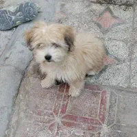 سگ پا کوتاه فروشی|سگ|کرمان, |دیوار