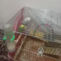 دوعددمرغ عشق بادوتاجوجه۱۶۰۰