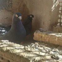 کفتر قیل سرخ کاشونی|پرنده|شهرضا, |دیوار