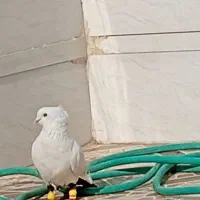 دمبی|پرنده|شوش, |دیوار