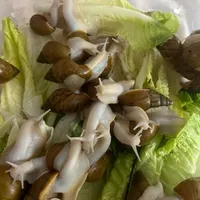 حلزون بزرگ با قیمت مناسب