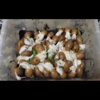 حلزون|خزنده|گناباد, |دیوار