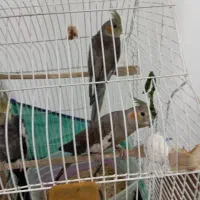 عروس هلندی|پرنده|لاهیجان, گلستان|دیوار