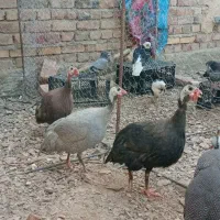 مرغ شاخدار تخم گذار