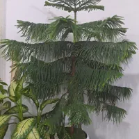 گل زیبای کاج. مطبق