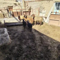 گوسفند|حیوانات مزرعه|فیروزه, |دیوار