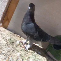 کفتر|پرنده|قم, منبع آب|دیوار